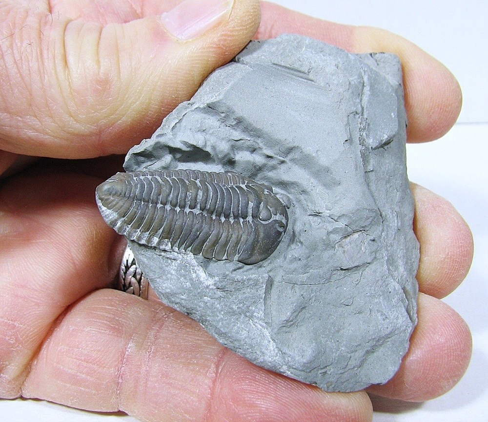 Flexicalymene Trilobite #27