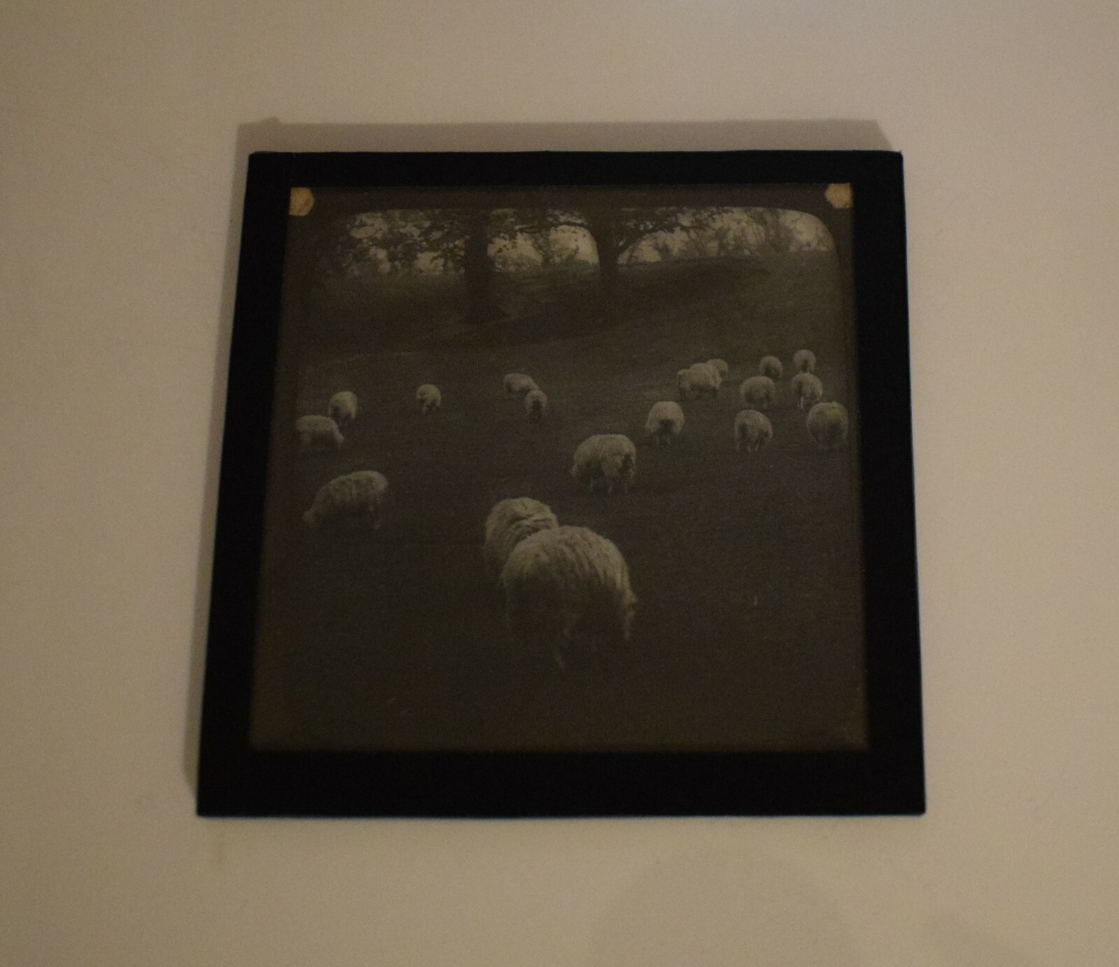 ANTIQUE Magic Lantern Slide FLOCK OF SHEEP FEEDING C1900 PHOTO FARMING