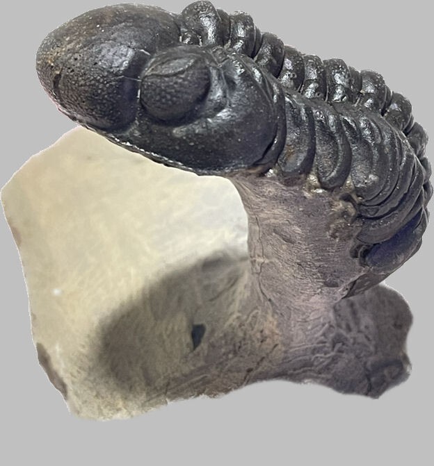 Flying Trilobite Phacops sp.  from Morocco Devonian fossil