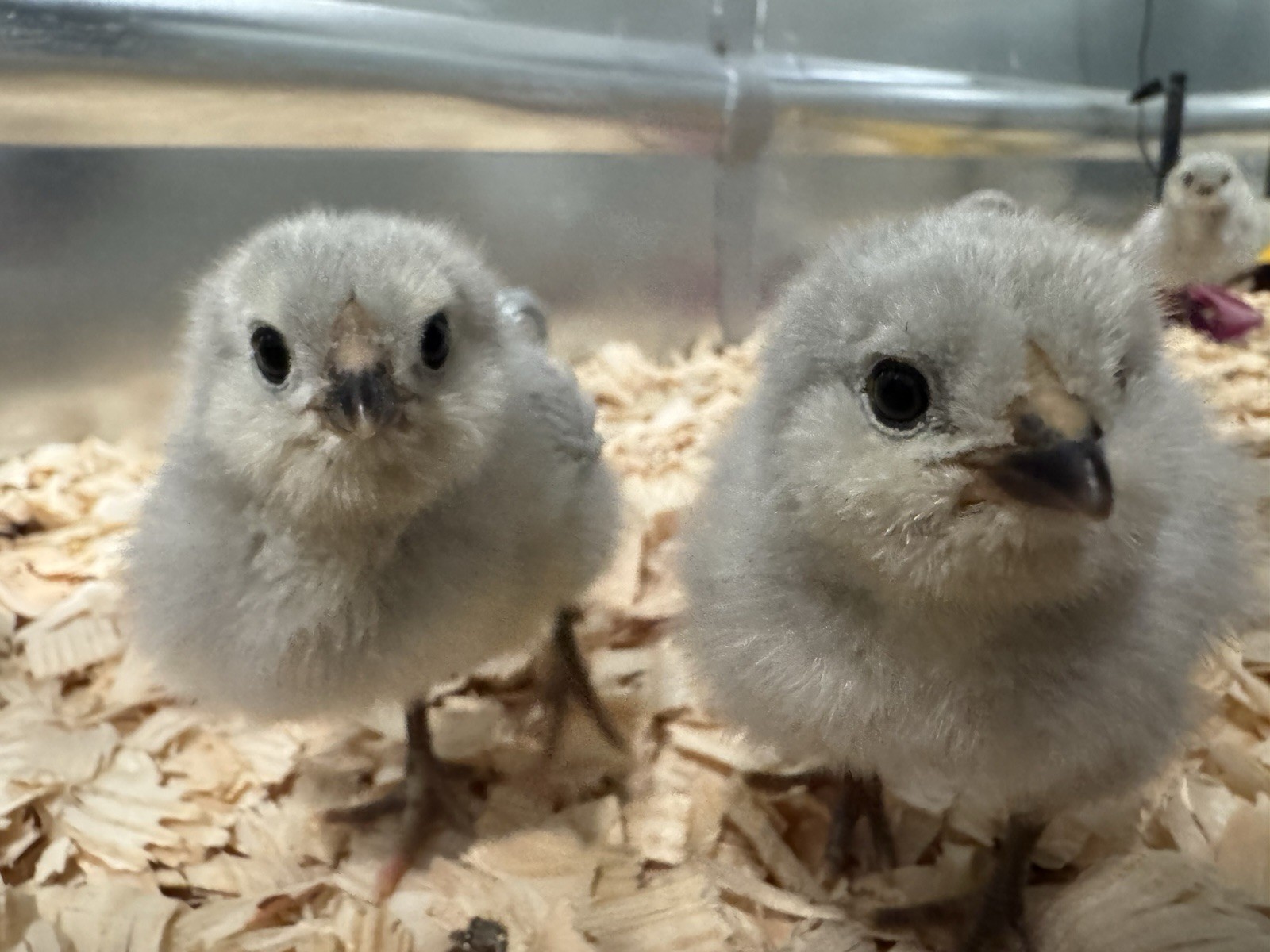 6+ Organically Raised Self Blue Lavender Ameraucana Fertile Hatching Eggs