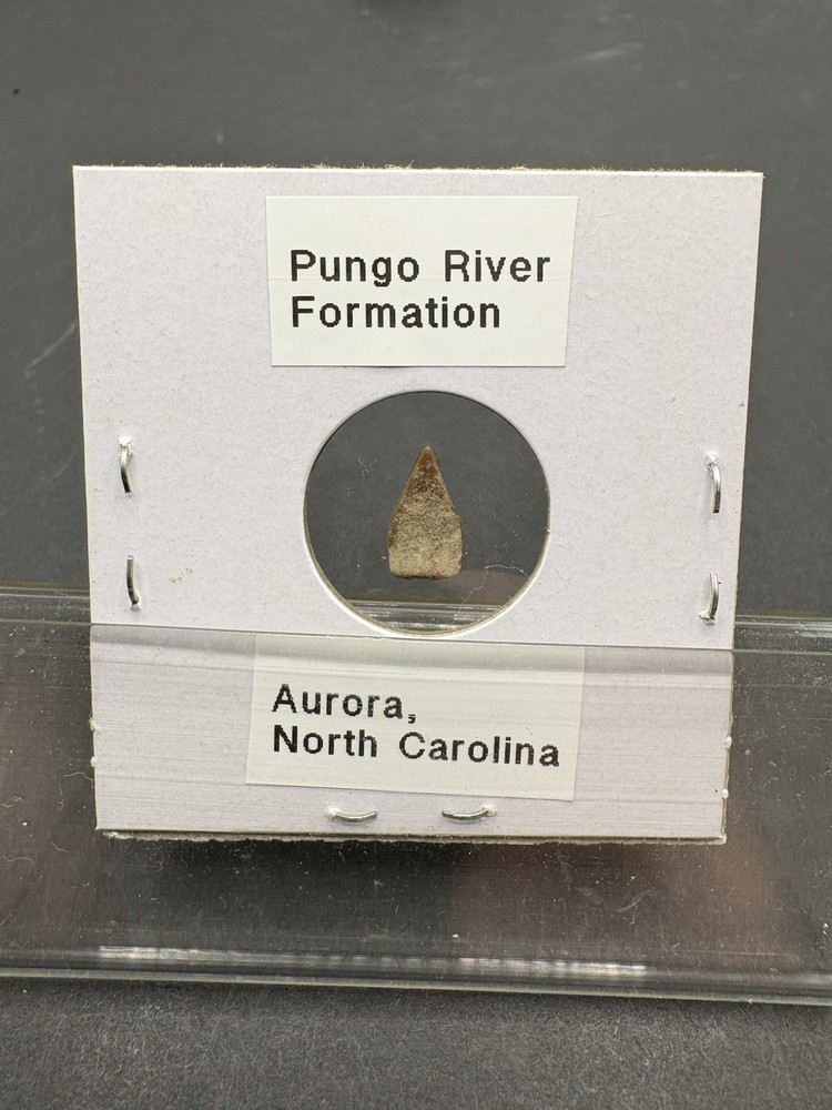 (12)- Mixed Location Micro Fossils- Miocene, Oligocene, Eocene, Cretaceous