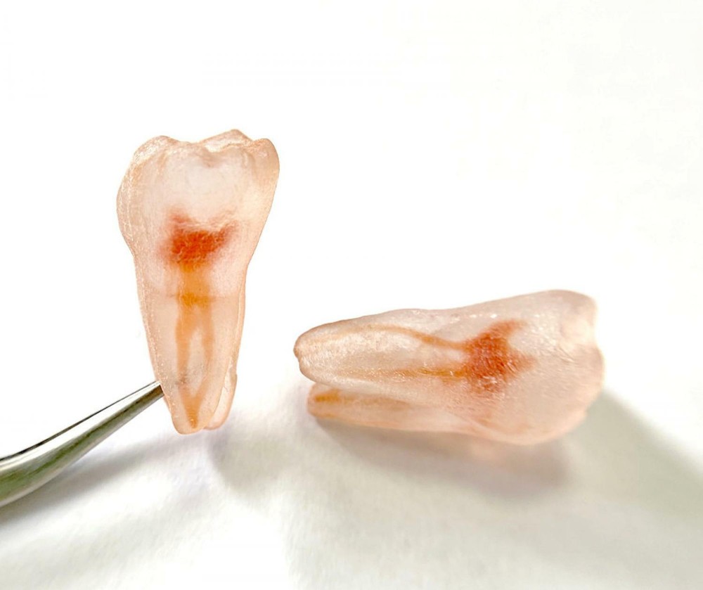 1Pcs Dental Dentist School Study Model Endodontic Practise 3D Teeth Replicas