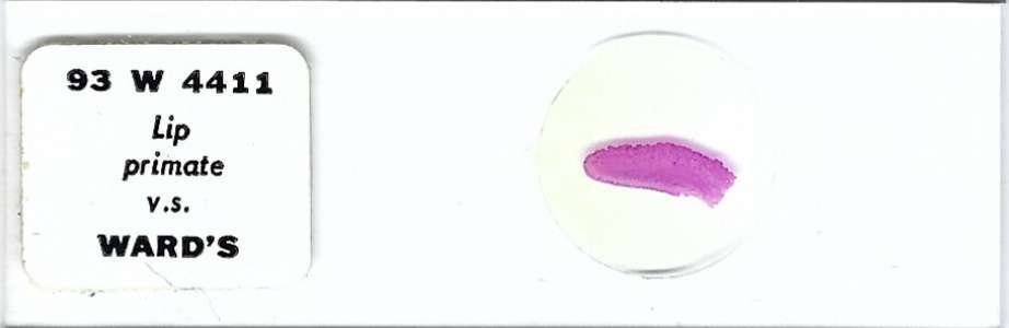 Primate Lip Microscope Slide