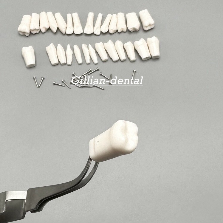 Dental Replacement Screw-in Teeth Typodont Model Practice Removable Tooth Models