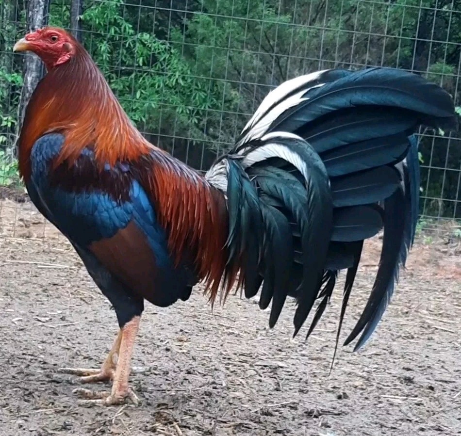 12 Chicken Hatching Eggs