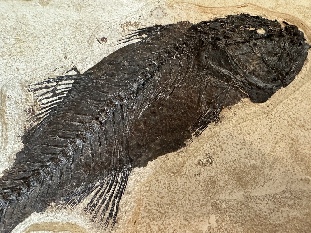 Mioplosus 15 3/4" Kemmerer, WY
