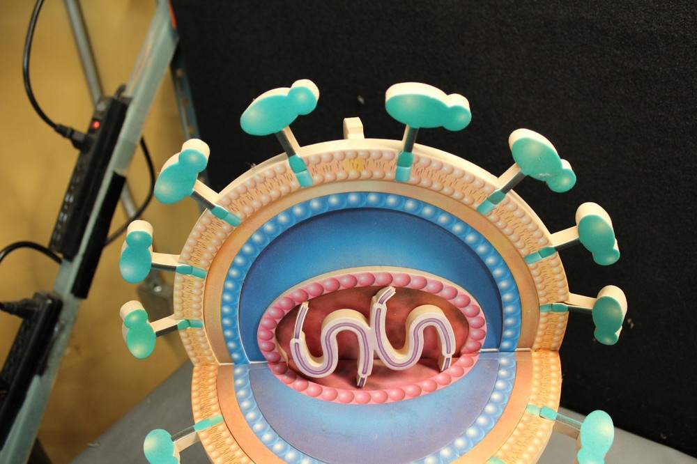 Vintage Foam Virus Education model