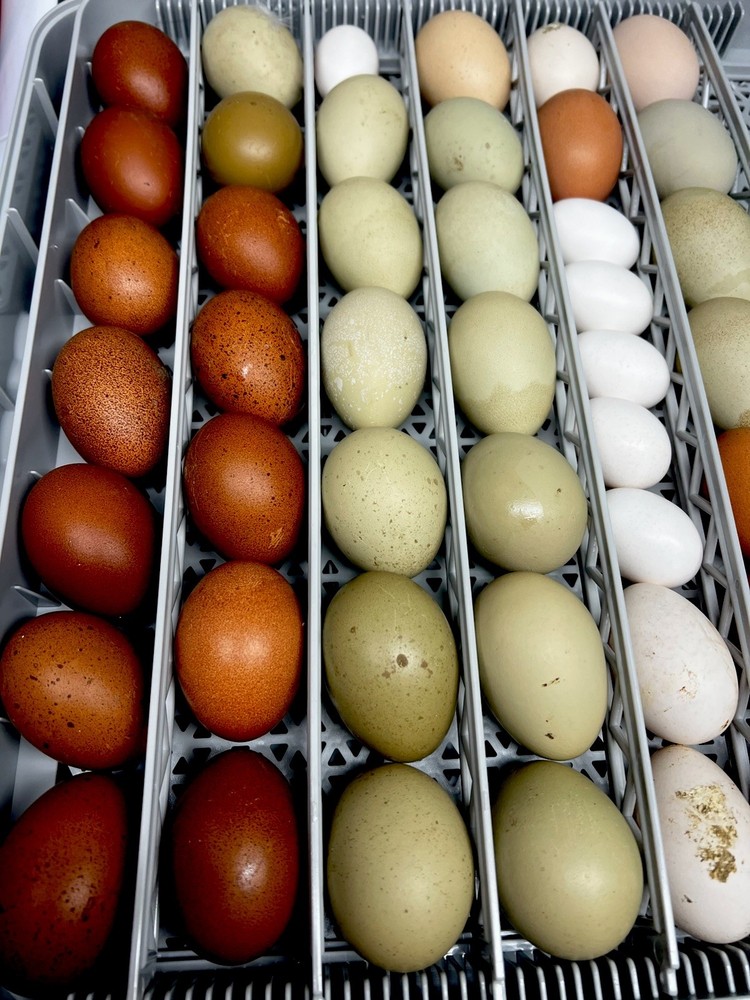 Copper Maran,Easter egger,olive egger hatching eggs