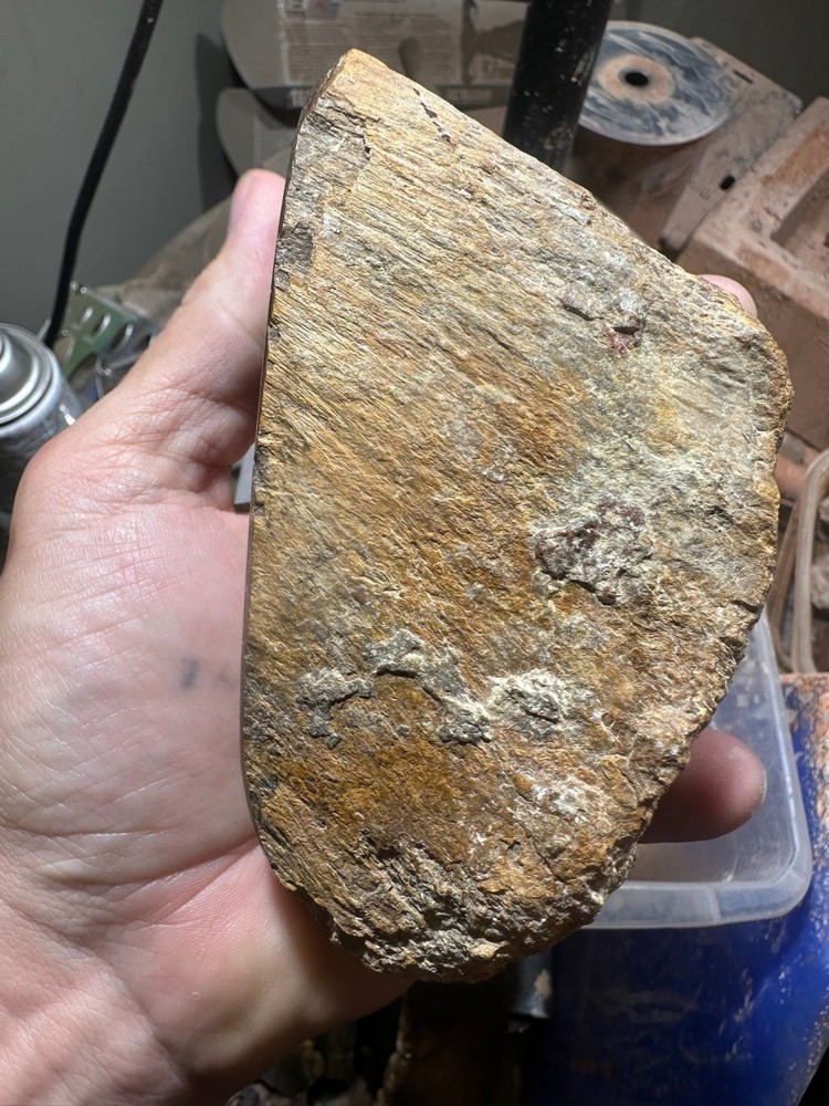Dinosaur bone polished knuckle end cut specimen.