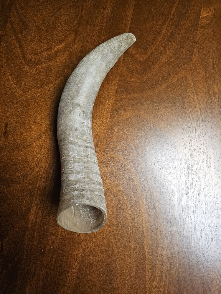 Horn from Cow in Texas