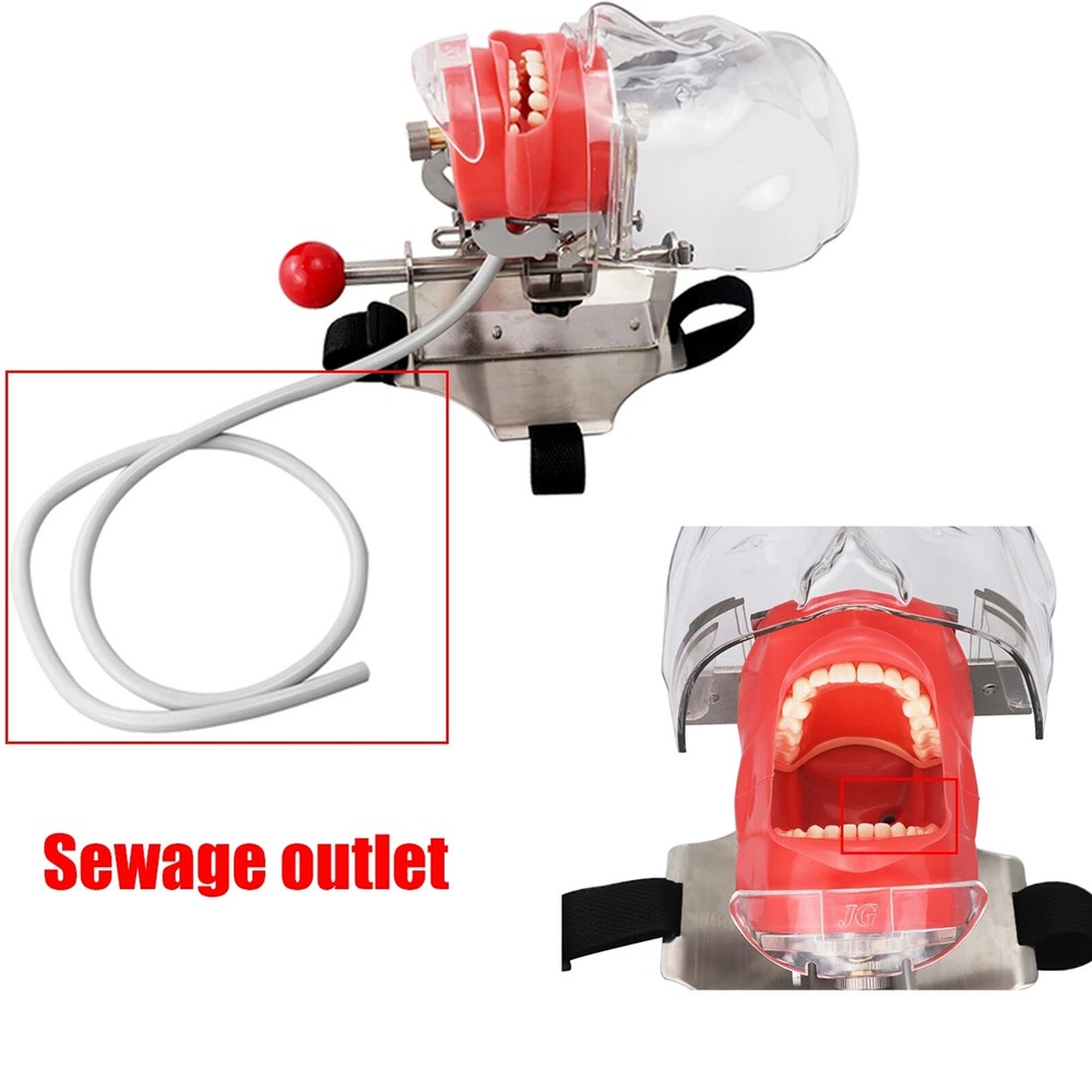 Dental Teaching Model Simulator Phantom Head Model for Dentist Fixing On Chair