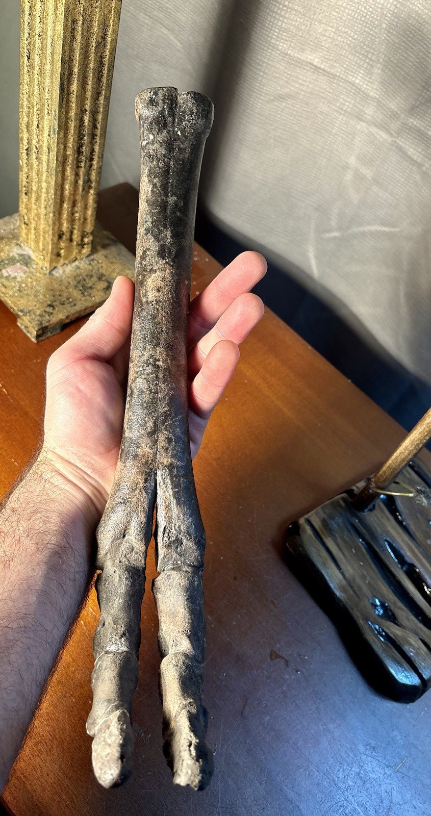 World Class Fossil Camel Leg Mount on Pecky Cypress Wood Stand Florida Fossils