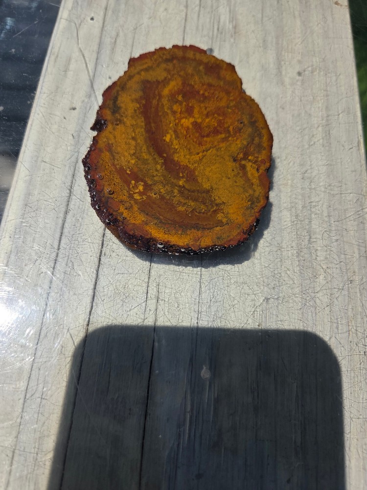 Petrified Wood Slab