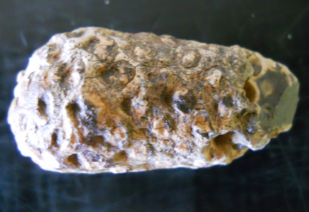 FOSSILIZED PINE CONE AGATE AGATIZED FOSSIL SPECIMEN MORROCAN 5153