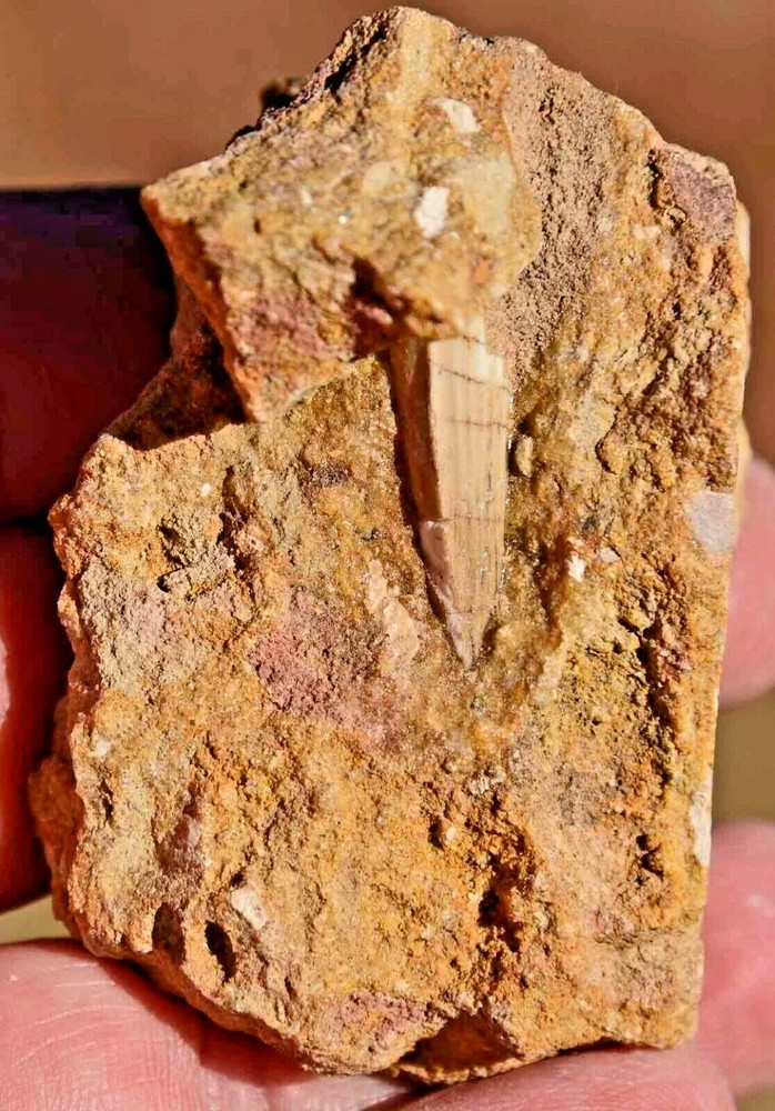 Dinosaur tooth in Matrix, from Morocco