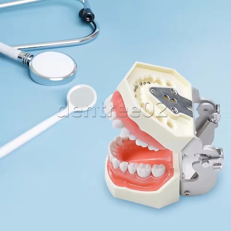 Dental Human Teeth Model Standard Clinic Teaching Demonstration Kit