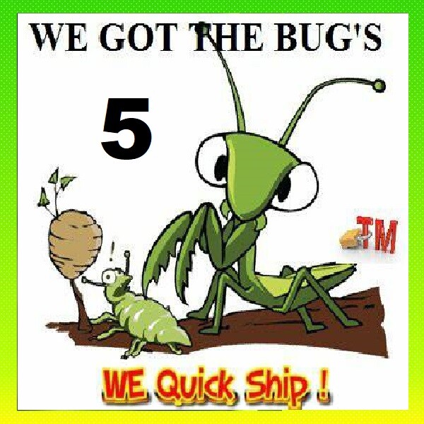 Fresh 5 Praying Mantis Egg Case + FREE Hatching Habitat Bag Picked 2025 Season