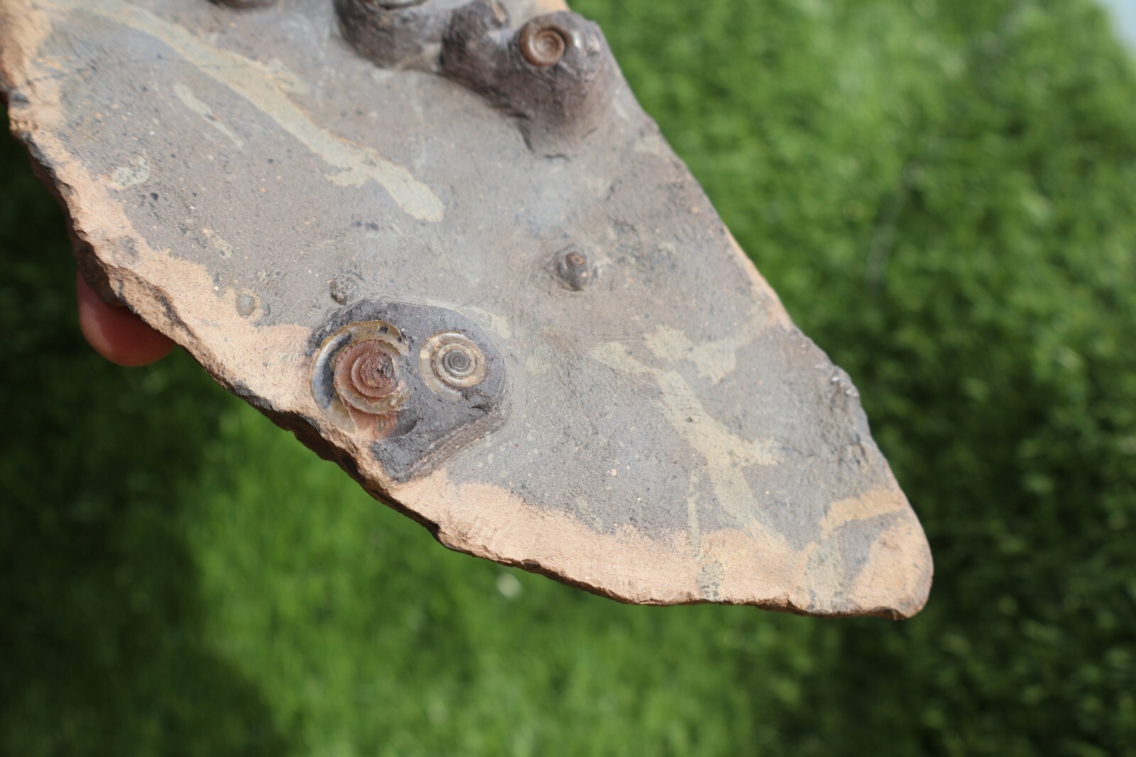 Rare Platyclymenia & Goniatites Fossil Plate – Moroccan Ammonites, Collector Spe