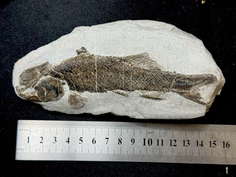 fossil fish ，perleidus, Jurong China