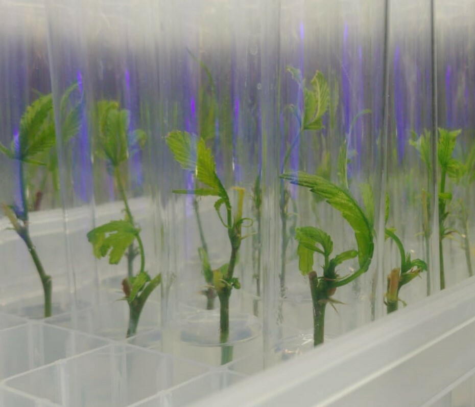 Tissue Culture Starter Kit Microclone Liquid Tubes Most Plants Include Cannabis