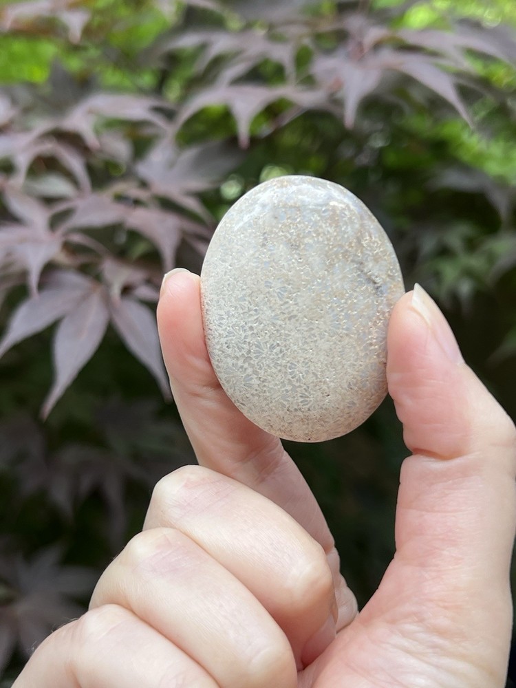 Fossilized Coral Crystal Palmstone AAA+ 38