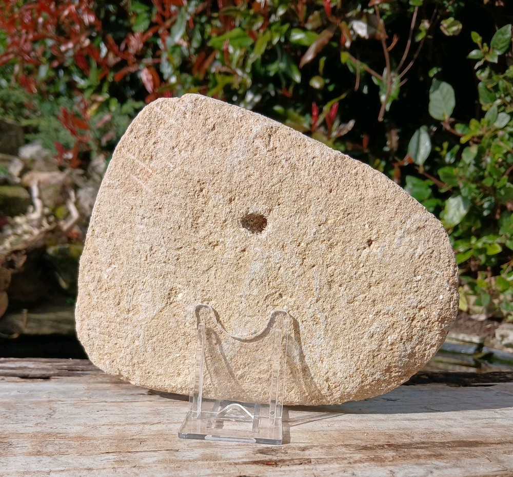 Fossil Mosasaur Jaw Dinosaur Teeth double composite