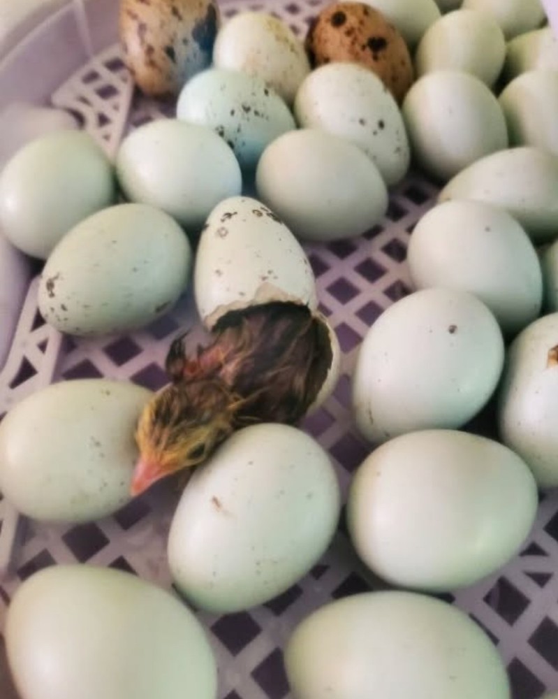 12 guail hatching celadon blue eggs