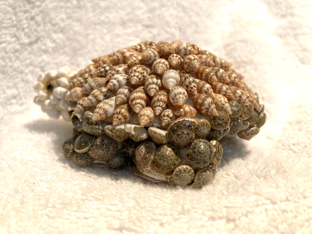 Shells Turtle Figurine 1 1/2" T x 4" x 2 3/4"