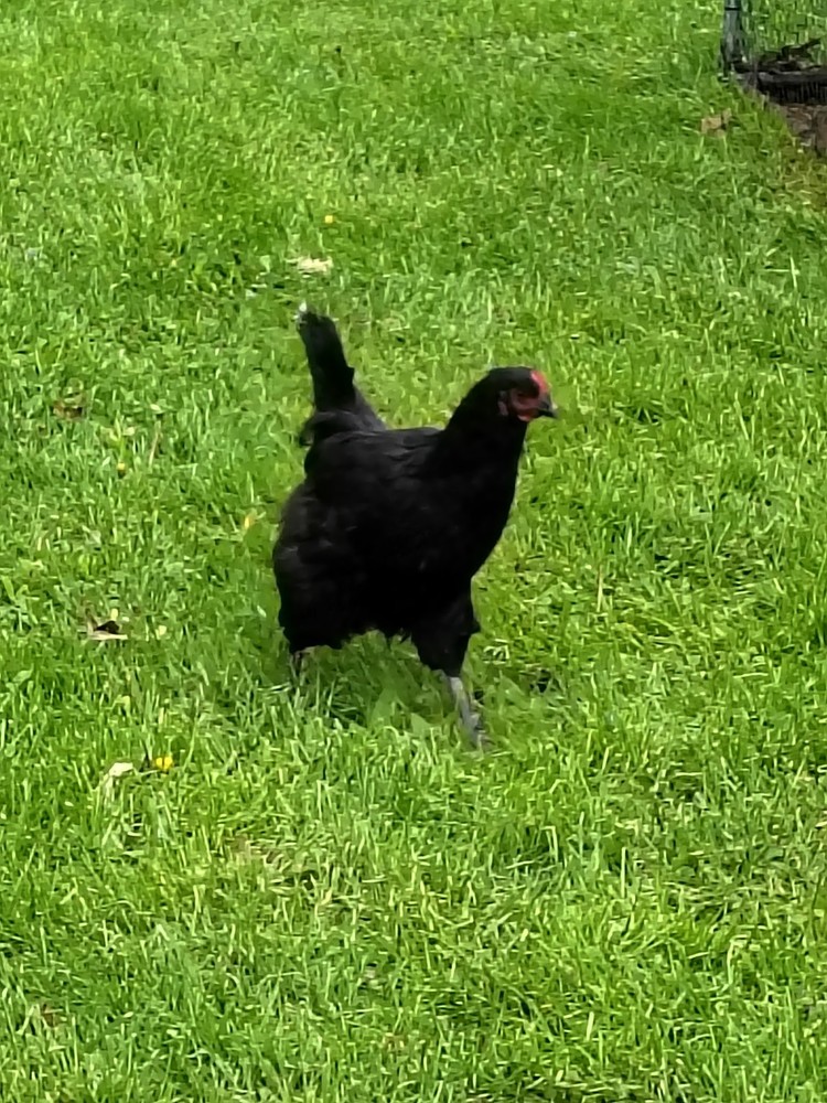 12 Barnyard mix hatching chicken eggs