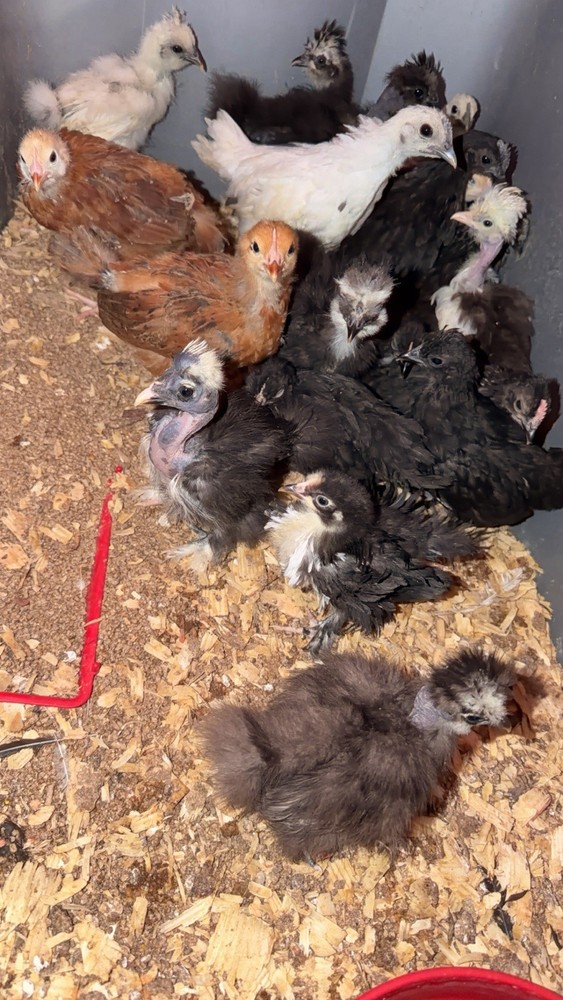 Chicken Hatching Eggs mixed breeds- 12+