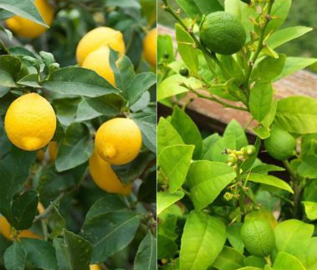 🔥5 Lbs Zip Bag GRO-POWER All Purpose Fertilizer professional fruit fertilizer