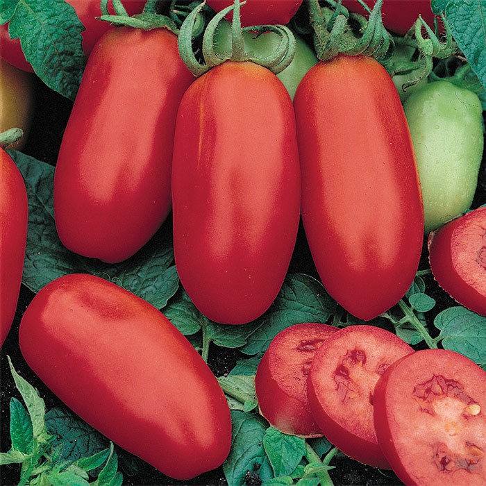 San Marzano Tomato Seeds (Determinate) | Heirloom / Non-GMO | Free Ship | 1024