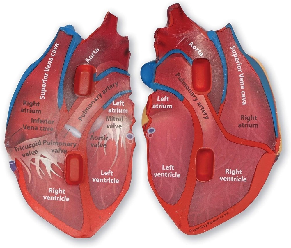 STEM Learning Aid - Cross-Section Heart Model, Lightweight