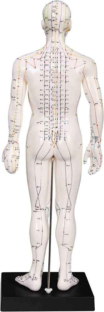 Male Model/Height 24"