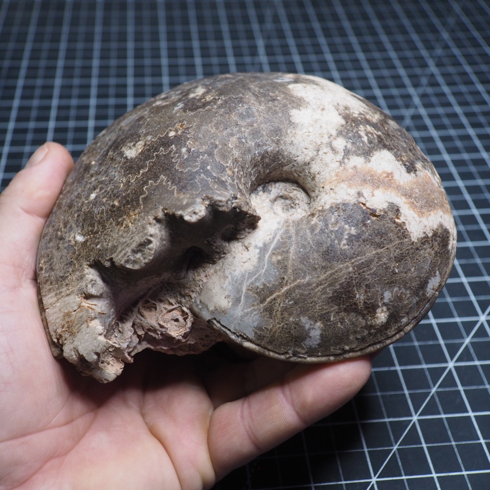 Study Specimen Choffaticeras Ammonite 155 mm 1.7 kg Fossil Siphuncle Cretaceous