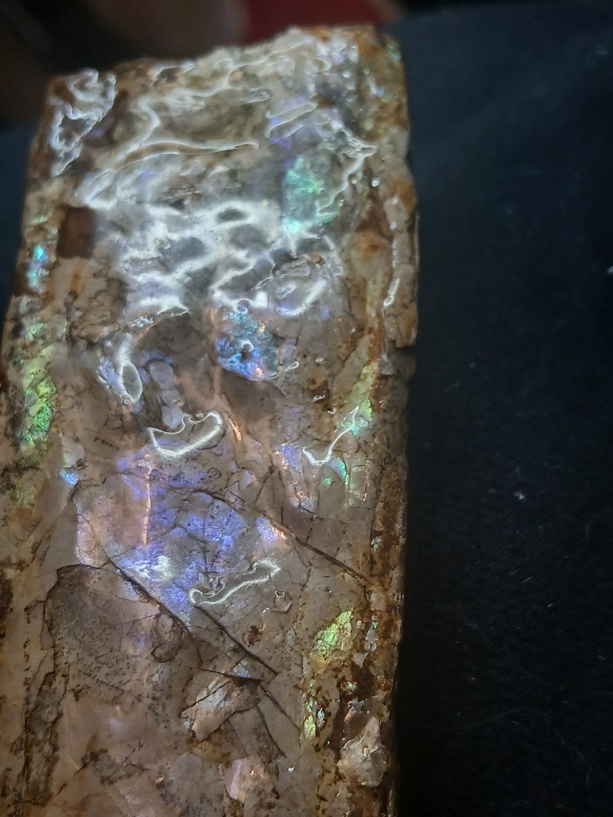 Brilliantly Colored Baculite/Iridescent/Opalized/Ammolite Gemstone