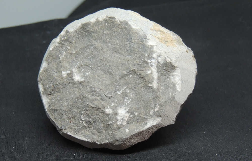 Devonian Phacops Fossil Trilobite 2 1/4" wide (t-4)