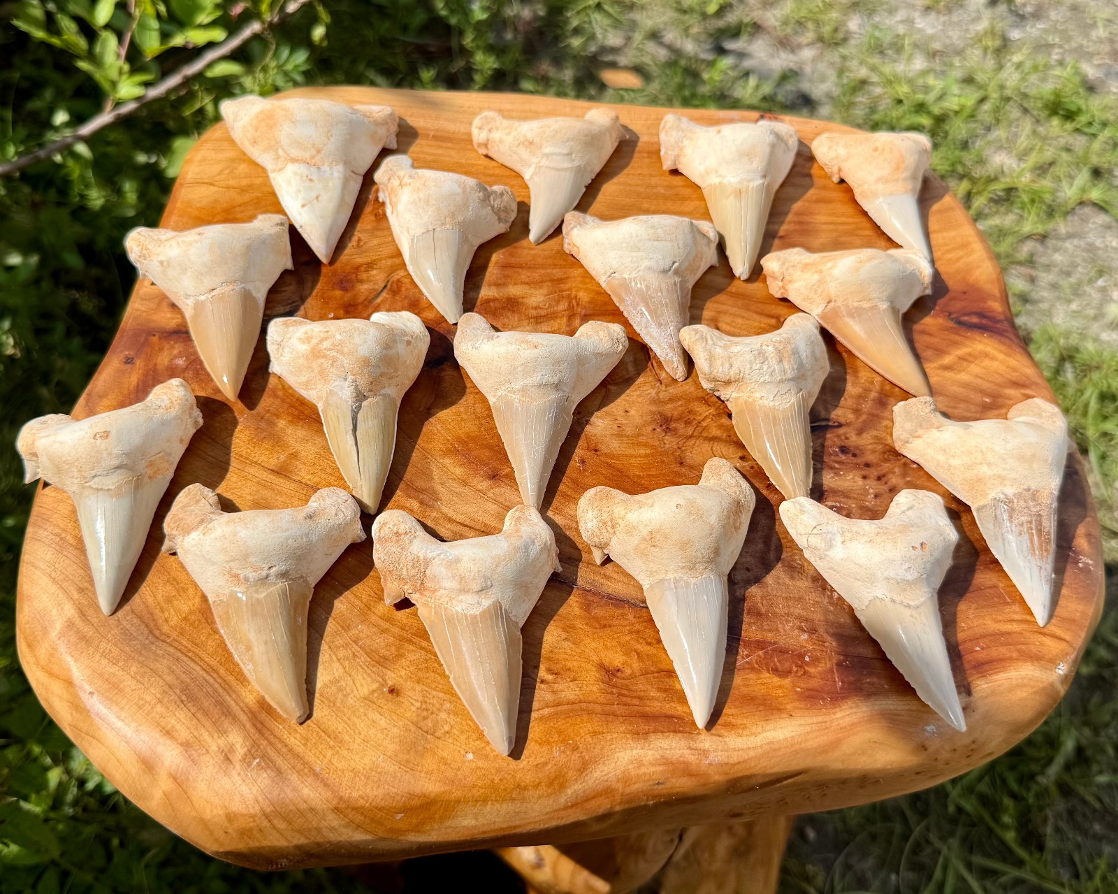LARGE Shark Tooth Fossils, Natural Fossilized Shark Teeth - Choose Size & Amount