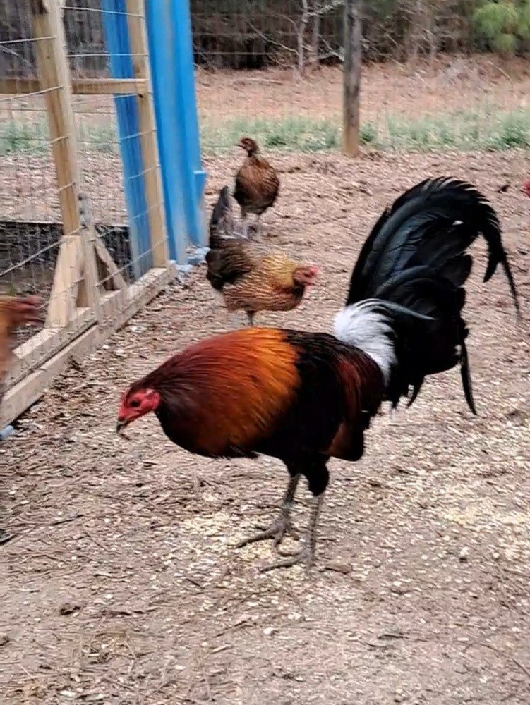 12 Chicken Hatching Eggs.