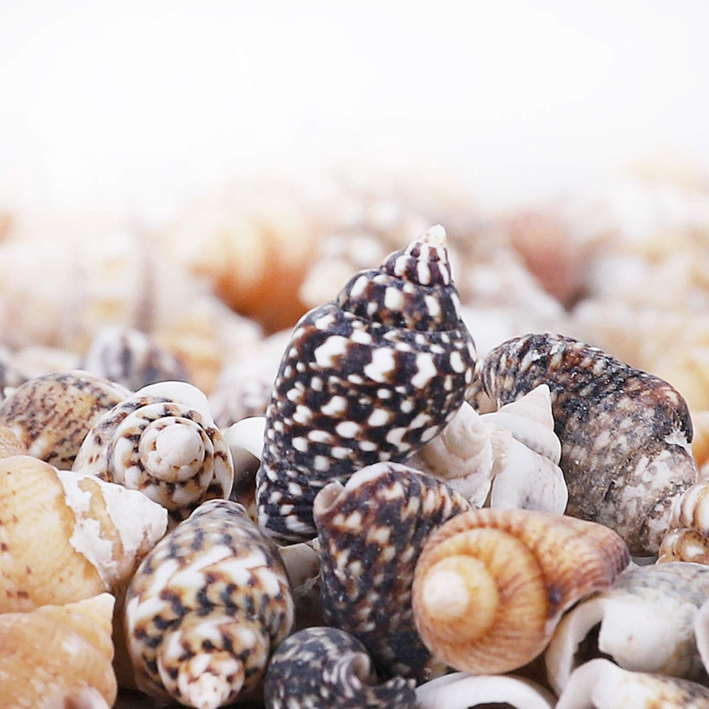 2000 PCS Tiny Mini Small Sea Shells for Crafting Spiral Conch Shells for Crafts