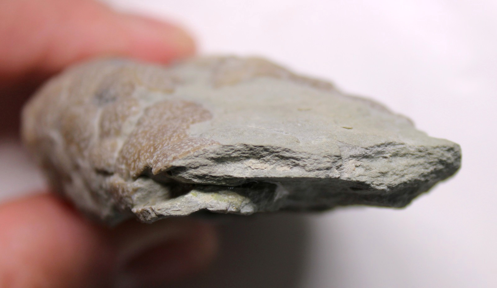 Triamara ventricosa Silurian Cystoid Fossil Indiana Massie Shale