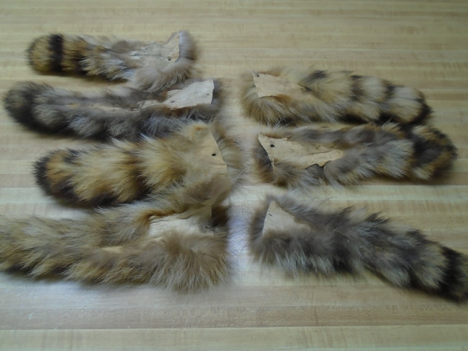 Extra Large Tanned Raccoon Tail #2 Quality