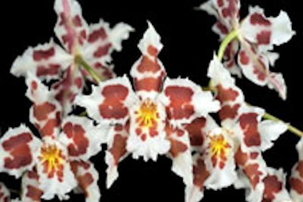 Onc. Speckled Apple 'Malika' 1A19