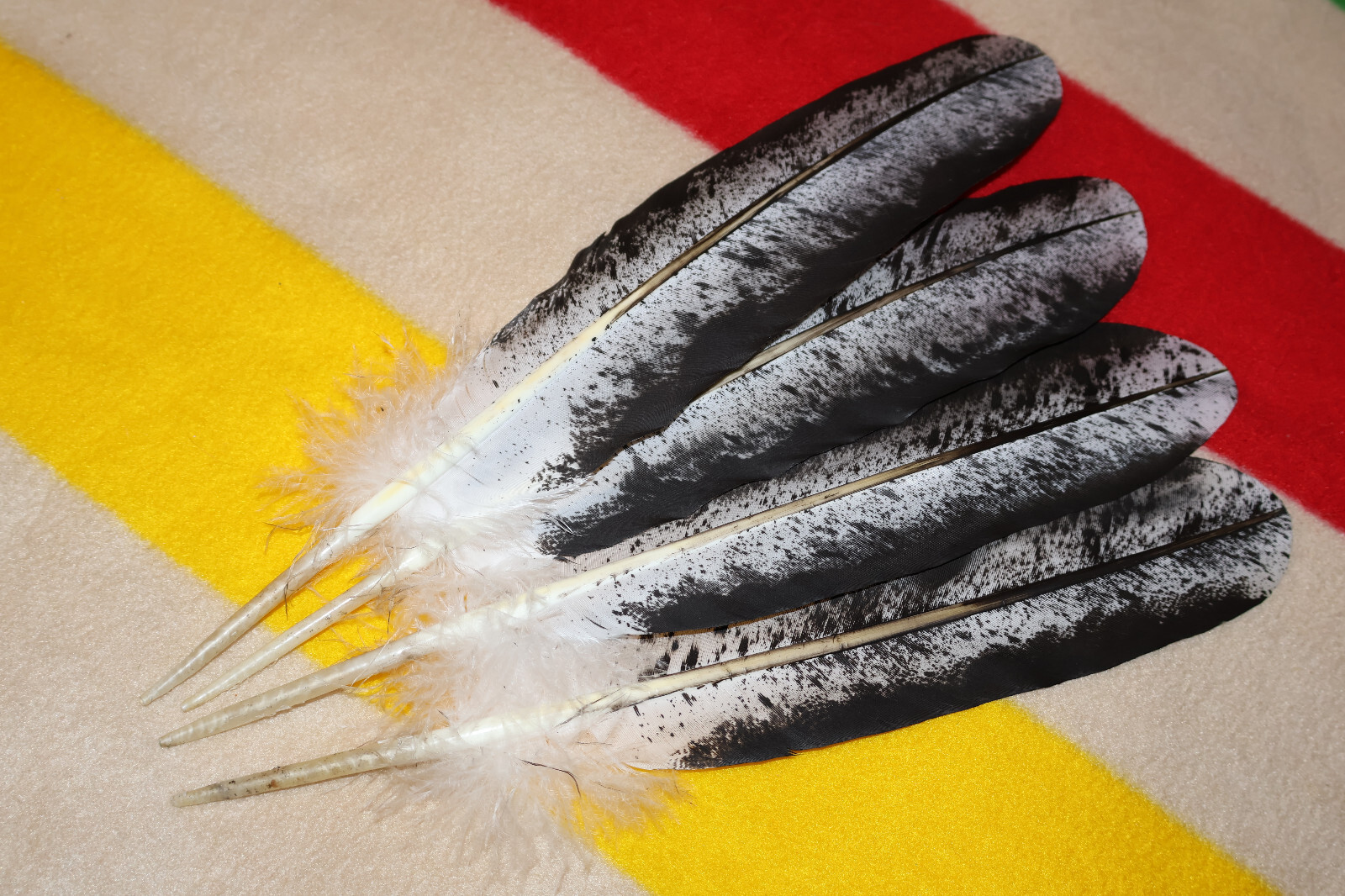 Native American-made Immature Bald Eagle Feathers Immature hand painted