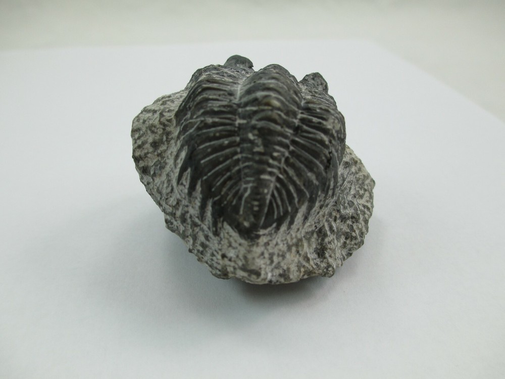 Trilobite Fossil Authentic? 008F