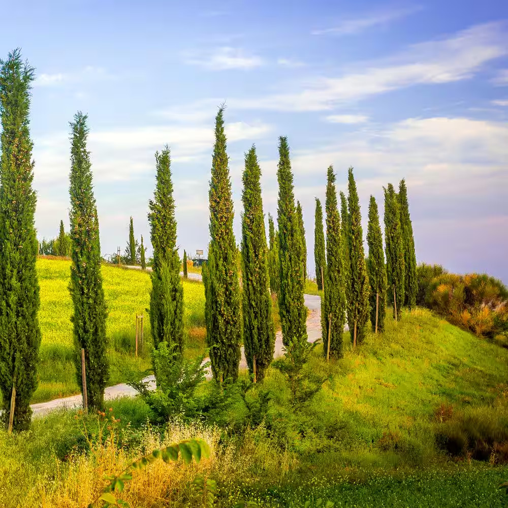 3 Ft. to 4 Ft. Italian Cypress Tree (2-Pack)