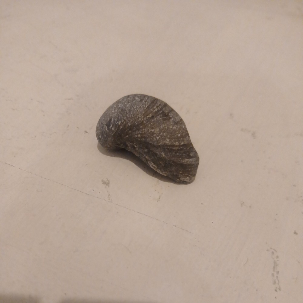 Devils Toe Nails Fossil Possibly 200 Million Years Old