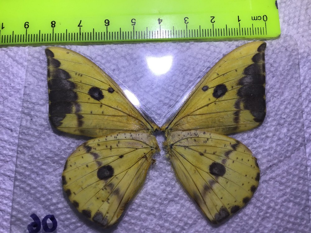 LPSA 06 A+/ A Eacles ? Saturniidae Moths