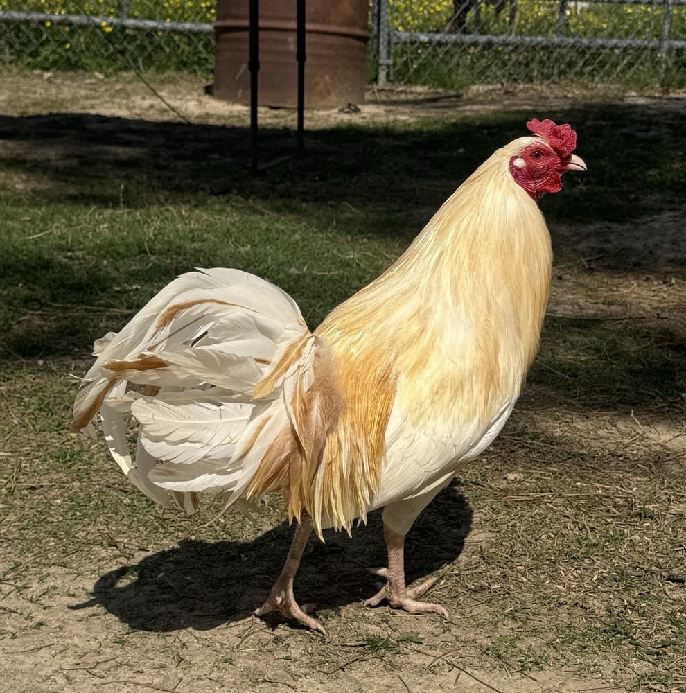 chicken hatching egg