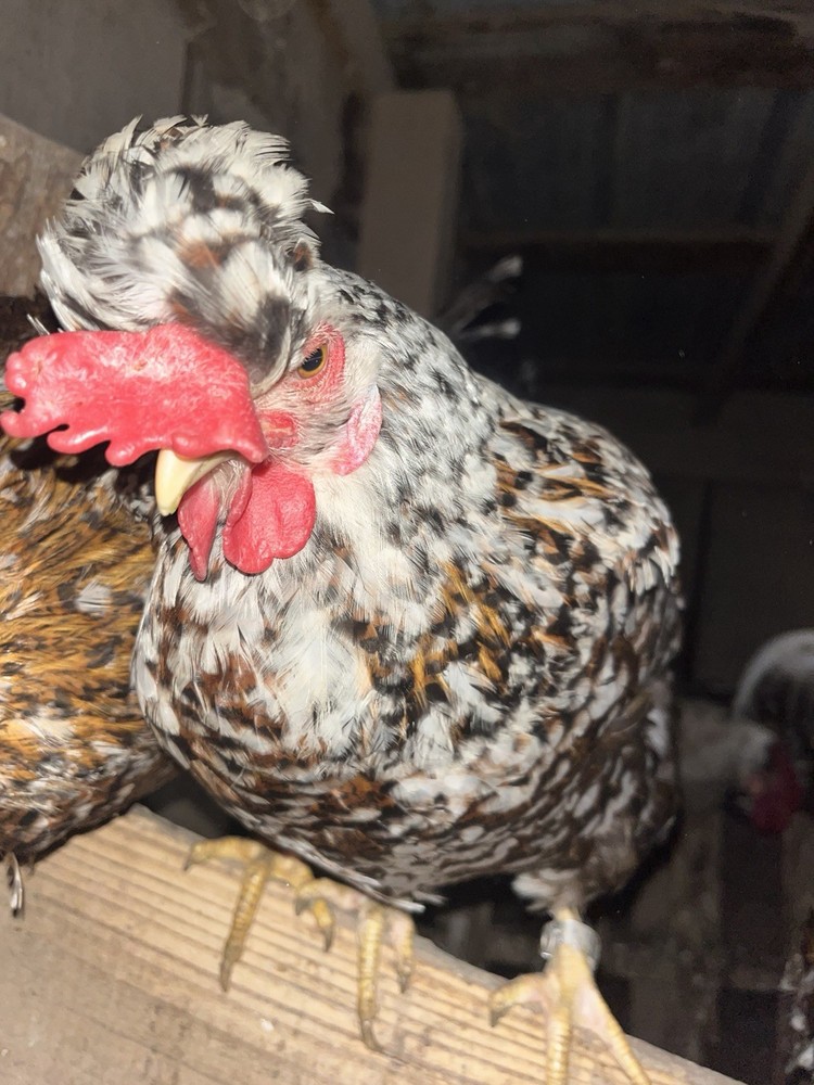 Swedish Flower Hatching Eggs NPIP 6+